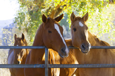 Racehorses